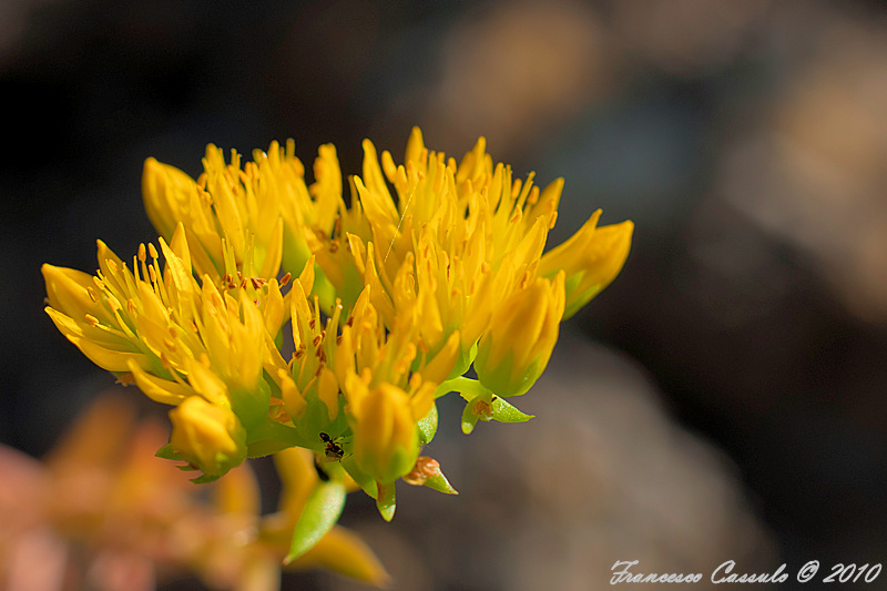Sedum sp.